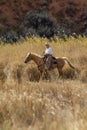 Cowboys Moving the Herd Royalty Free Stock Photo