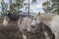 Two Wyoming ranch horses in corral