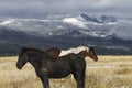 Two Wyoming ranch horses; snow on mountains