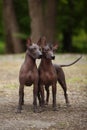 Two xoloitzcuintli dogs