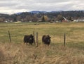 Two yaks in farm field