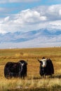 Two yaks graze in the autumn steppe