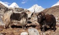 Two yaks, Nepal Himalayas mountains Royalty Free Stock Photo