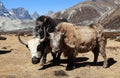 Two yaks, Nepal Himalayas mountains Royalty Free Stock Photo