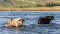 Two Yaks in River Mongolia