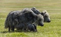 Two Yaks Steppe Mongolia