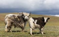 Two Yaks Steppe Wind Mongolia