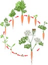 Two-year life cycle of carrot development from planting a seed to flowering plant. Carrot growth stages