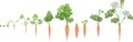 Carrot growth stage