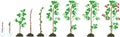 Two year life cycle of raspberry. Growth stages from propagule stem cutting to scrub with harvest of red berries