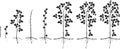 Two year life cycle of raspberry plant. Growth stages from propagule stem cutting to scrub with harvest o