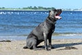 Two year old cane corso italian mastiff offshore open mouth Royalty Free Stock Photo