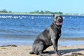 Two year old cane corso italian mastiff offshore Royalty Free Stock Photo