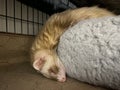 Deep Sleeping Female Cinnamon Ferret Royalty Free Stock Photo