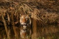 Two Year old male cub resting on water Royalty Free Stock Photo