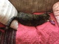 Young female cat resting with teddy on blanket Royalty Free Stock Photo