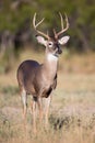 Two year old whitetail buck Royalty Free Stock Photo