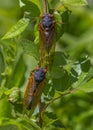 Two 17-year periodical cicadas Royalty Free Stock Photo