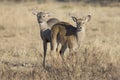 Two yearling whitetail bucks