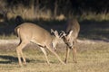 Two yearling whitetail bucks playing together