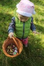 Two years old girl with a basket full of mushrooms Royalty Free Stock Photo