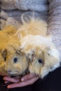 Spain, Two years old red Abyssinian Guinea pig and long hair peruvian guinea pig white and gold in the hands of a girl.