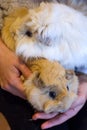 Spain, Two years old red Abyssinian Guinea pig and long hair peruvian guinea pig white and gold with the head on top of the other.