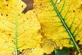 Two yellow autumn leaves with green veins