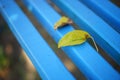 Two yellow autumnal leaves lie on a blue wooden bench in a sunny park Royalty Free Stock Photo