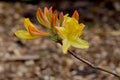 Yellow Azalea Flower Orange Buds 02 Royalty Free Stock Photo