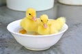 Two yellow baby ducks in a bowl Royalty Free Stock Photo