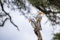 Two yellow-billed hornbills sitting on branch