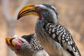 Two yellow-billed hornbills (Tockus leucomelas)