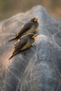 Two Yellow-billed Oxpecker sitting on a rhino\'s back in golden light.