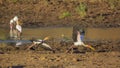 Yellow-Billed stork in Kruger National park, South Africa Royalty Free Stock Photo