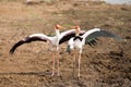 Two Yellow billed storks fight for domination of territory at da Royalty Free Stock Photo