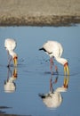 Vertical portrait of two yellow billed storks in Moremi Okavango Delta in Botswana Royalty Free Stock Photo