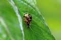 Two yellow-black chessboard ladybirds mating on one leaf