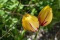 Two yellow blossoms of a tulip with red patterns in the garden