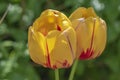 Two yellow blossoms of a tulip Tulipa, Liliaceae with red patterns