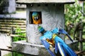 The two yellow-blue colorful parrot fighting. Royalty Free Stock Photo