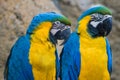 Two yellow and blue parrots Royalty Free Stock Photo