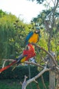 Two Yellow Blue Red Ara Parrot Portrait in park Royalty Free Stock Photo