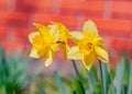 Two yellow bright daffodil flowers Royalty Free Stock Photo