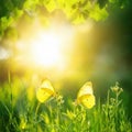 Two yellow brimstones on a meadow in backlight Royalty Free Stock Photo