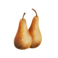 Two yellow-brown ripe pears on a white background. Royalty Free Stock Photo