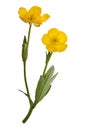 Two yellow buttercup flowers Royalty Free Stock Photo