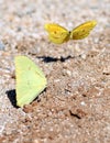 Two Yellow Butterflies in Mexico