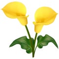 Two yellow calla flowers