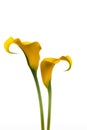 Two yellow Calla Lilies